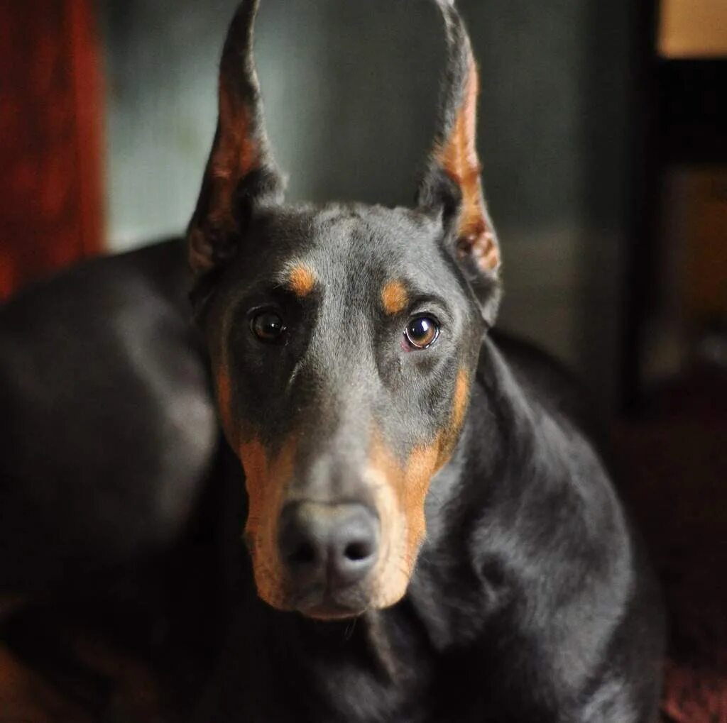 Dobermann