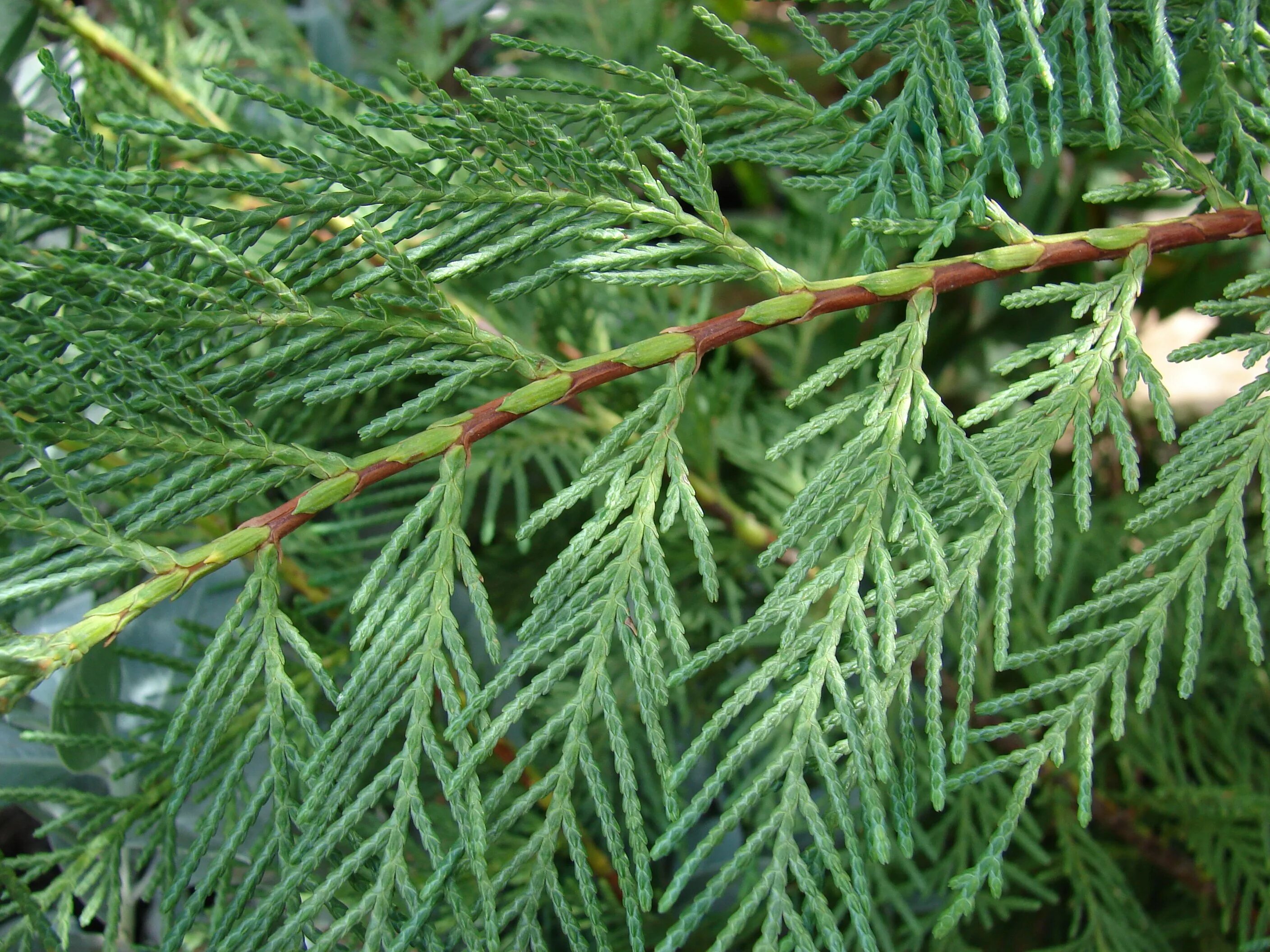 Туя западная хвоинки. Кипарис - cupressus. Кипарис вечнозеленый (cupressus sempervirens). Кипарисовик хвоя. Хвоя кипарисовика.