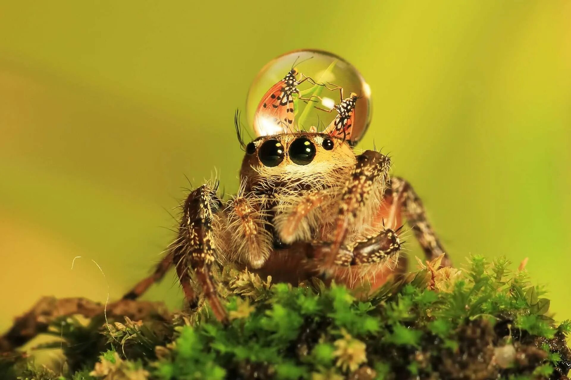 Скакунчик тарантул. Паук крестовик самка. Паук волк крестовик. Паук скакунчик самка. Паук скакунчик брачный танец.
