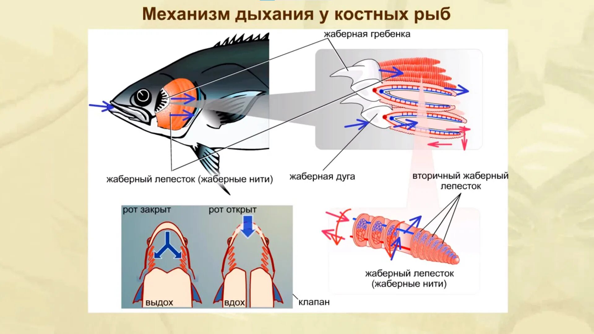 Дыхание рыб в воде. Система дыхания у рыб. Механизм дыхания костных рыб. Дыхательная система рыб жабры. Дыхательная система система костных рыб.