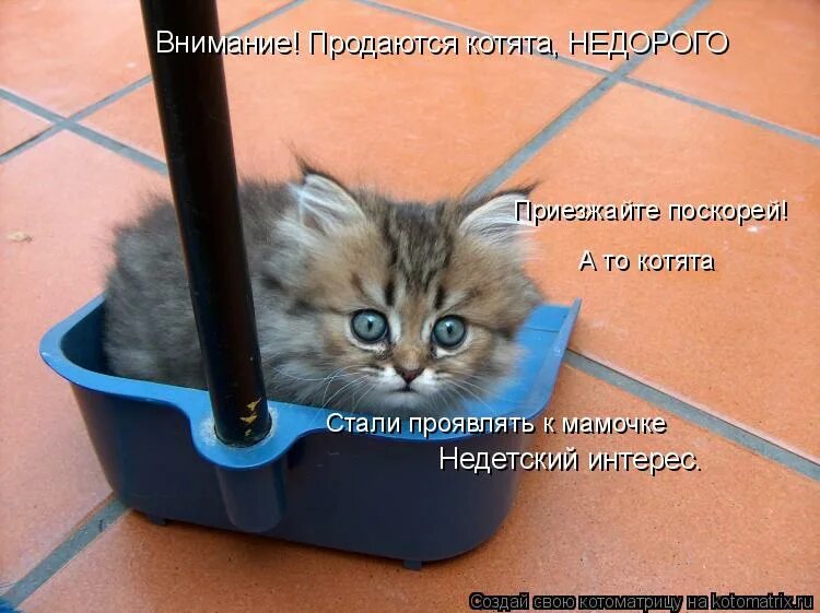 Стань котиком
