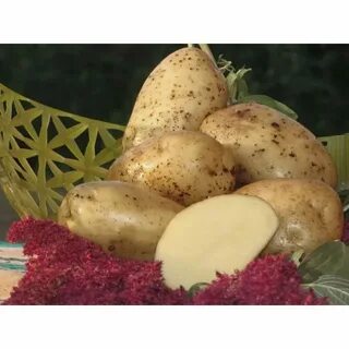 Самый вкусный рассыпчатый картофель
