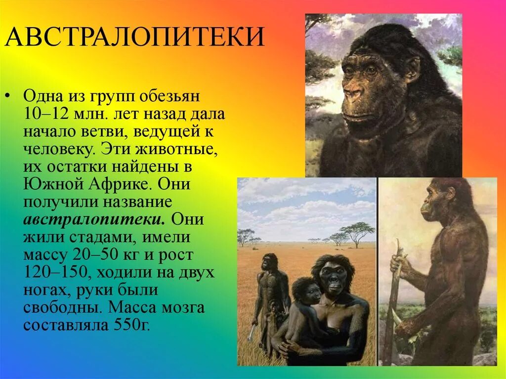 Как появился человек биология 5. Прямоходящие приматы австралопитеки. Австралопитеки предки человека. Происхождение австралопитеков. Названия австралопитеков.