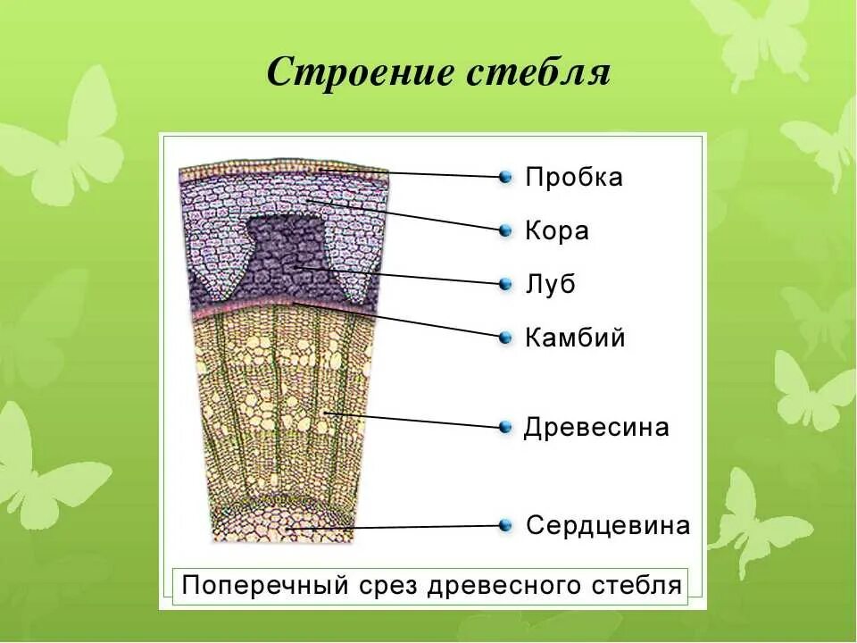 Древесные стебли образуются у. Внутреннее строение стебля(побег). Поперечный срез стебля древесного растения строение. Внутреннее строение стебля древесина. Строение поперечного среза древесного стебля.