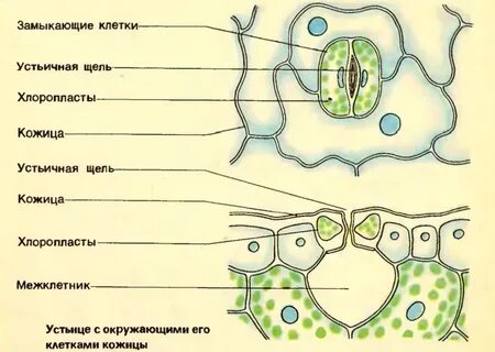 Изучение строения устьиц листа метод