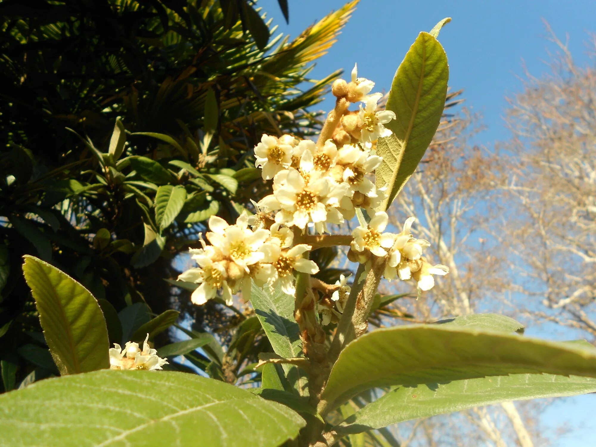 мушмула цветет. мушмула японская цветение. мушмула японская цветет. мушмула германская цветение. мушмула цветет.