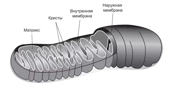 Строение внутренней мембраны митохондрии. Внутренняя мембрана митохондрий. Наружная митохондриальная мембрана. Внешняя и внутренняя мембрана митохондрий. Внешняя мембрана митохондрий.