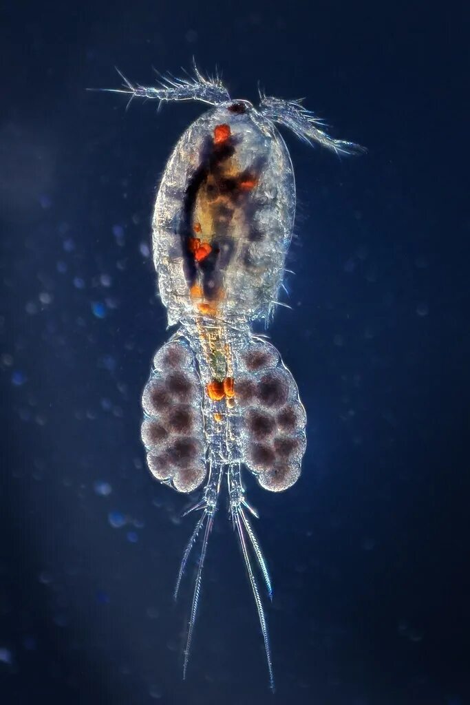 Циклоп ракообразные. Отряд Copepoda – веслоногие. Отряд веслоногие Циклоп. Отряд веслоногие ракообразные.