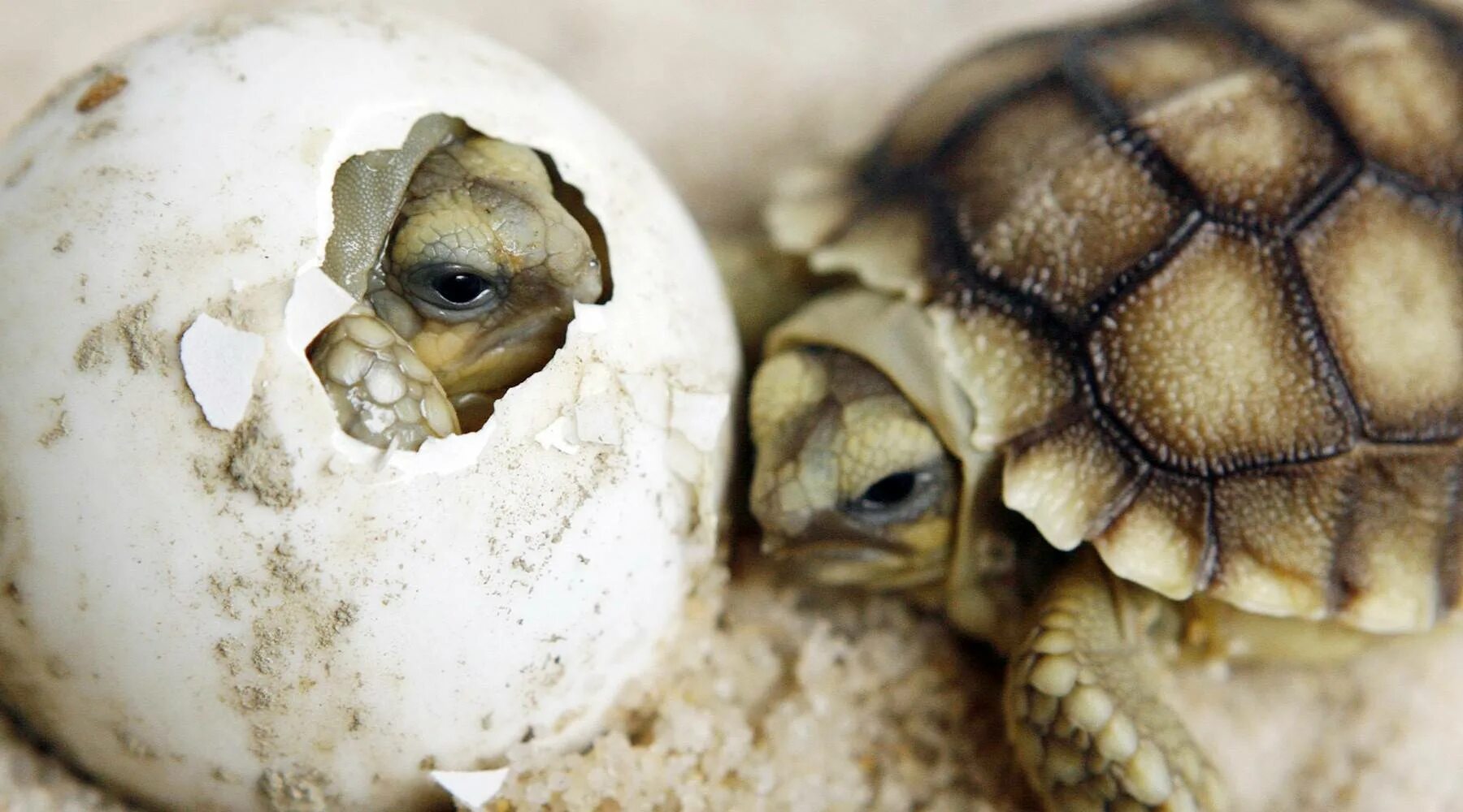 Эмбрион черепахи. Эмбриогенез амниот. Эмбриональное развитие человека и животных. Эмбрион черепахи. Новорожденные черепашата.