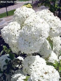 Калина эскимо