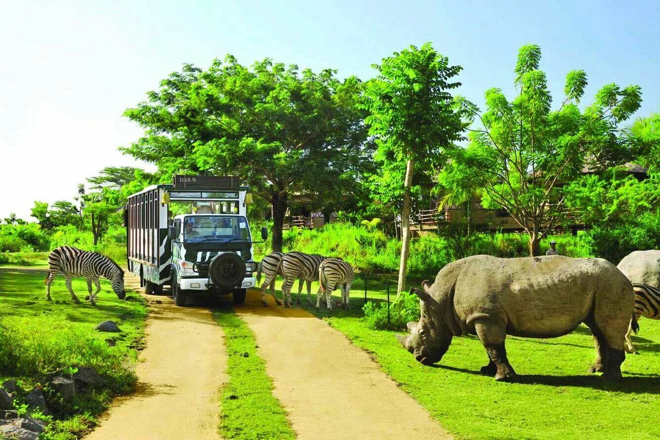 Бали сафари и марин парк. Сафари бали. Bali safari. Сафари в германии. Парк таман сафари.