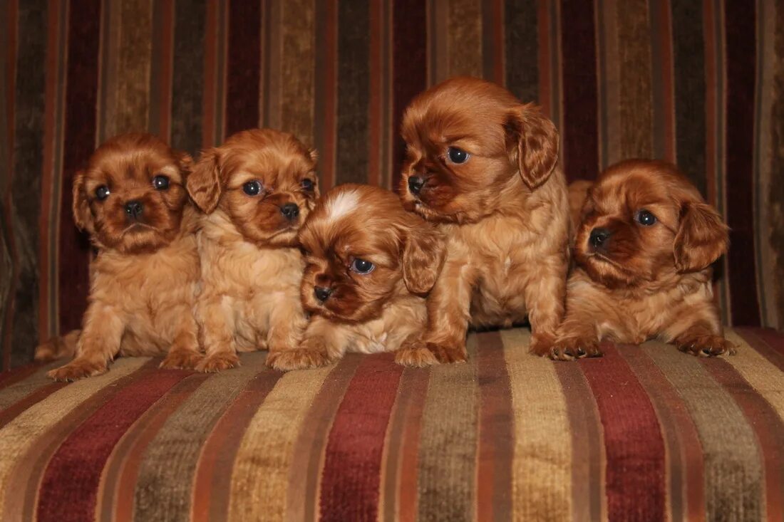 кавалер кинг чарльз спаниель рубин. кинг чарльз спаниель. кавалер кинг чарльз спаниель рубиновый. кавалер кинг чарльз спаниель рубин. кавалер кинг чарльз спаниель рыжий.