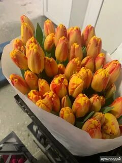 Срез тюльпанов