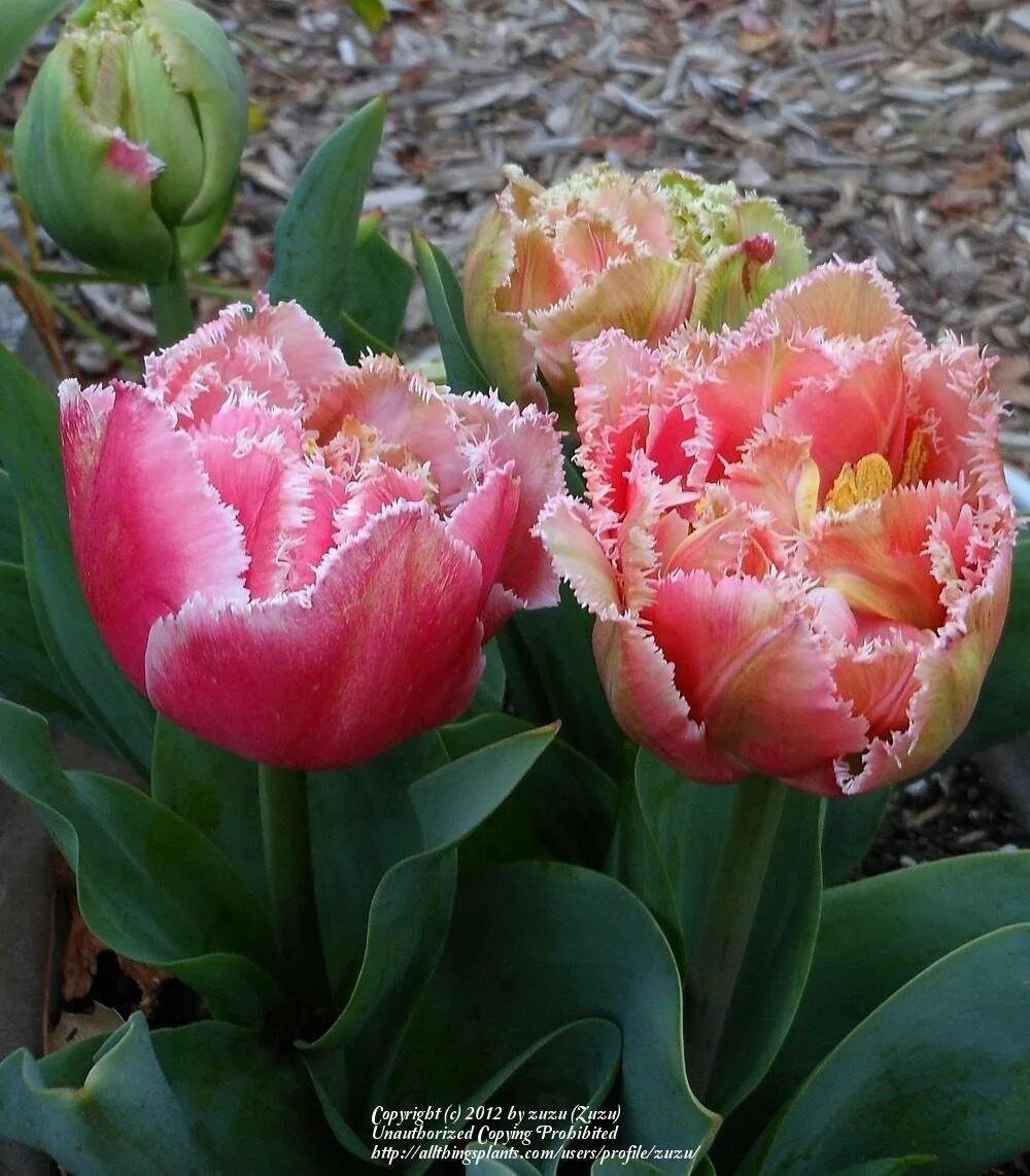 212 Queensland Tulip Stock Photos - Free & Royalty-Free Stock Photos from Dreams