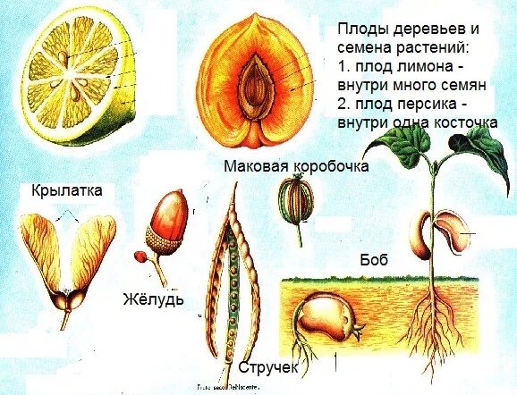 Внутри плодов созревают. Цветок плод семя. Семена внутри плода. Зародыш внутри растения. Двукрыльник плод.