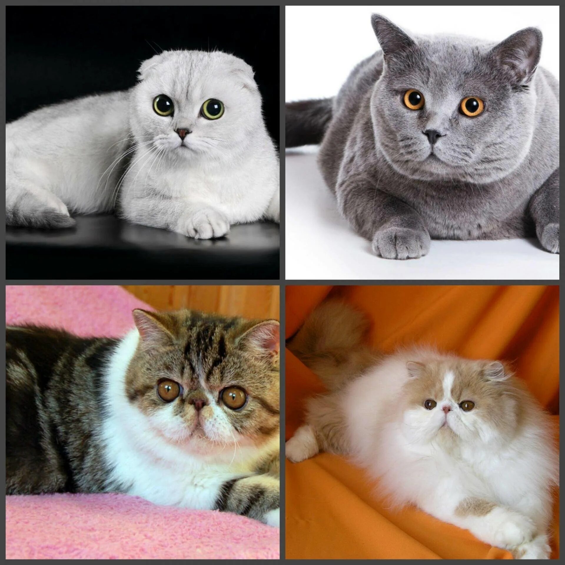 Различия кошек. Британская вислоухая кошка. Шотландская вислоухая кошка. Британский и шотландский кот. Британская и Шотландская порода.