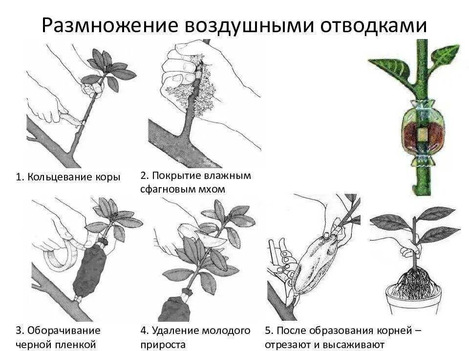 Укоренение фикуса воздушными отводками. Фикус вегетативное размножение схема. Яблоня размножение воздушным отводком.