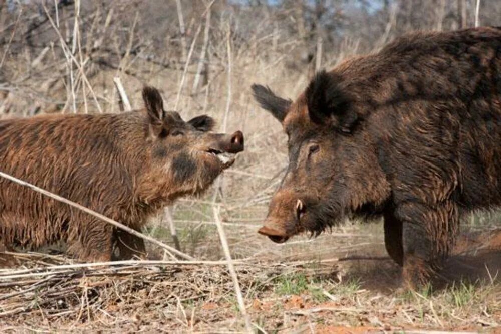 Кабан зимой. Стадо кабанов секач. Кабан секач в подмосковье. Охотхозяйства королевский кабан. Т кабанов.