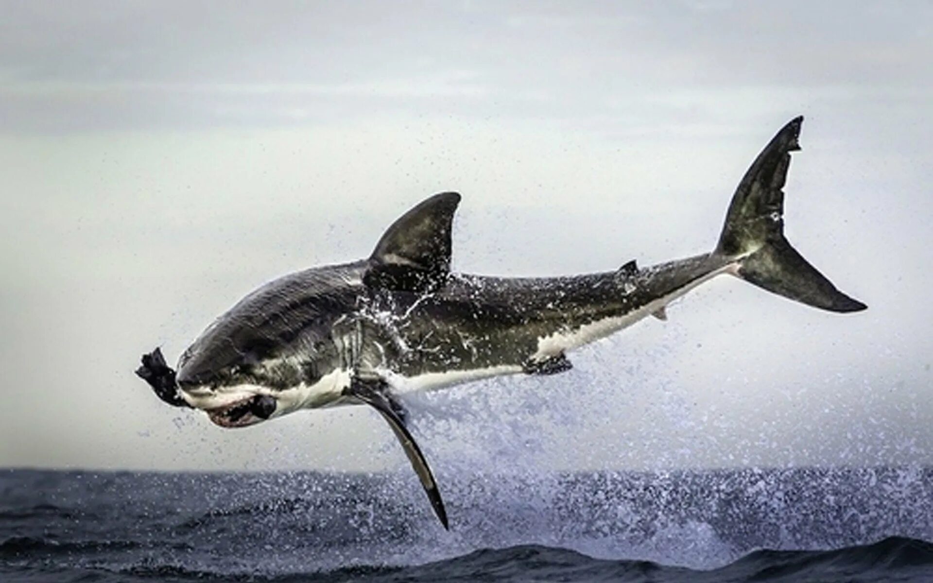 Какую скорость развивает белая акула. Большая белая акула кархародон. Белая акула людоед кархародон. Акула белая, акула-людоед, кархародон. Большая белая акула (Carcharodon carcharias).