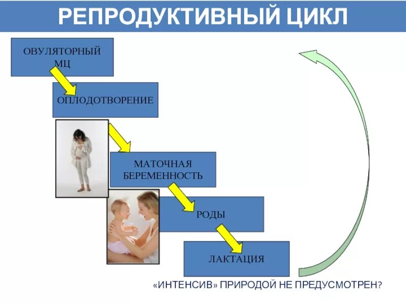 Репродуктивный цикл. Репродуктивный цикл человека. Стадии репродуктивного цикла. Репродуктивный цикл женщины.