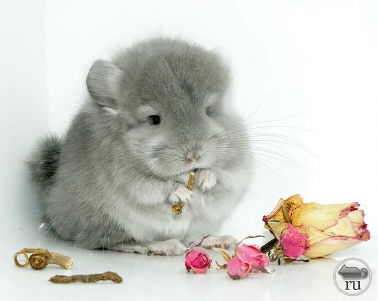 с днем рождения шиншилла открытка. шиншилла королевская персидская ангора. шиншилла и цветы. шиншилла в шапочке. с днём рождения с шиншилами.