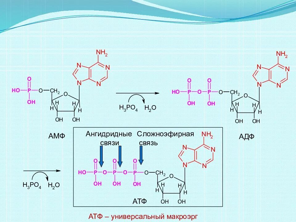 Макроэрги. Аденозин 5 монофосфат. Нуклеотиды-макроэрги (АДФ-АТФ, ГДФ-ГТФ, УДФ-УТФ, ЦДФ-ЦТФ)..