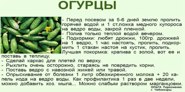 Можно огурцы с молоком. Рост огурцов. Полезные советы огородникам и садоводам. Рост огурца. Огурцы для посева название.