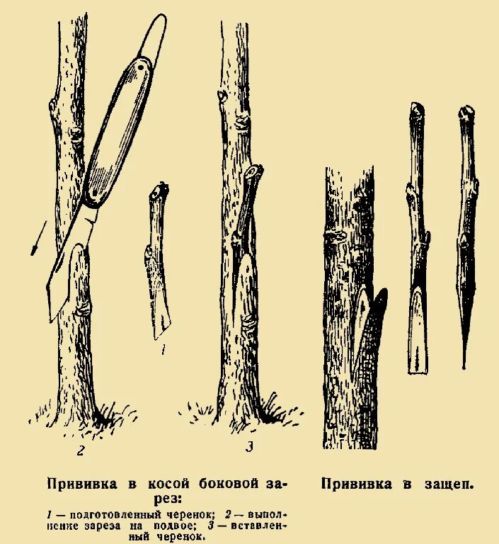 Когда можно прививать деревья весной. Способы прививки яблони окулировка. Прививка деревьев капулировк копулировка плодовых. Прививка яблони подвой привой. Схемы прививки плодовых деревьев.