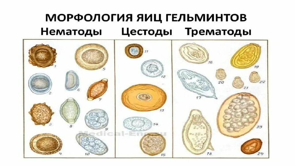 Яйца гельминтов микроскопия. Яйца гельминтов микроскопия атлас. Яйца гельминтов препарат микроскоп. Купить яйца глист