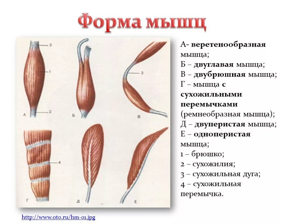 От чего зависит форма члена. Классификация мышц веретенообразная. Строение и функции мышц классификация мышц. Классификация мышц по форме строению и функции и расположение. Типы расположения мышечных волокон.