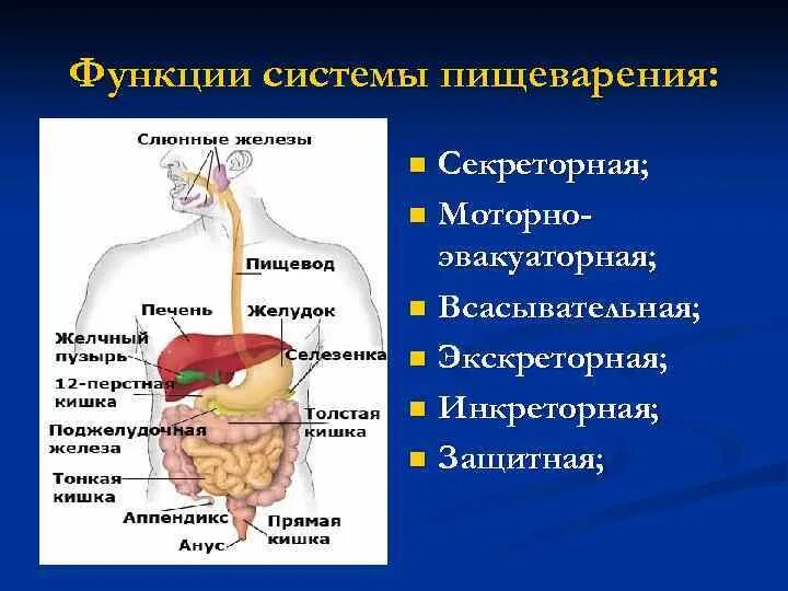 Функции пищеварительной системы человека. Функции системы пищеварения кратко. Патологии пищеварительной системы. Функции различных отделов пищеварительной системы. Какие процессы обеспечивают пищеварение