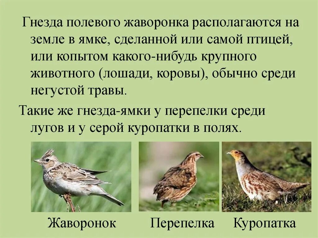 Сообщение о жаворонке. Жаворонок краткая информация. Доклад о жаворонке. Информация о жаворонке кратко.