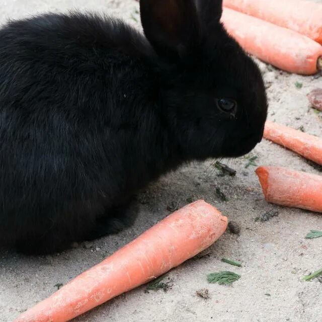 Свекла кроликам можно давать. Черный заяц с морковкой. Кролик с морковкой. Черный кролик с морковью. Чёрный кролик с марковью.