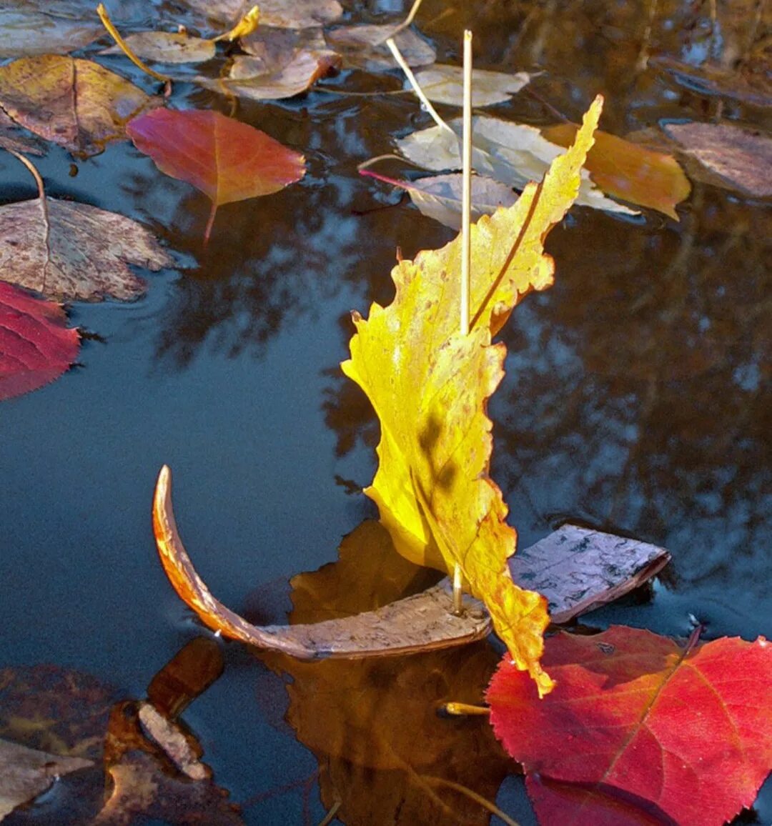Листья желтые в пруду. Кораблик из осенних листьев. Листья в ручье. Осенние кораблики. Кораблик из листьев в луже.