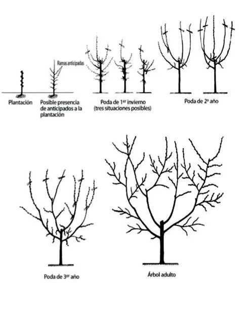 Как правильно обрезать грецкий. Формирование кроны грецкого ореха схема. Схема обрезки грецкого ореха. Штамбовая формировка фундука. Схема обрезки грецкого ореха весной.