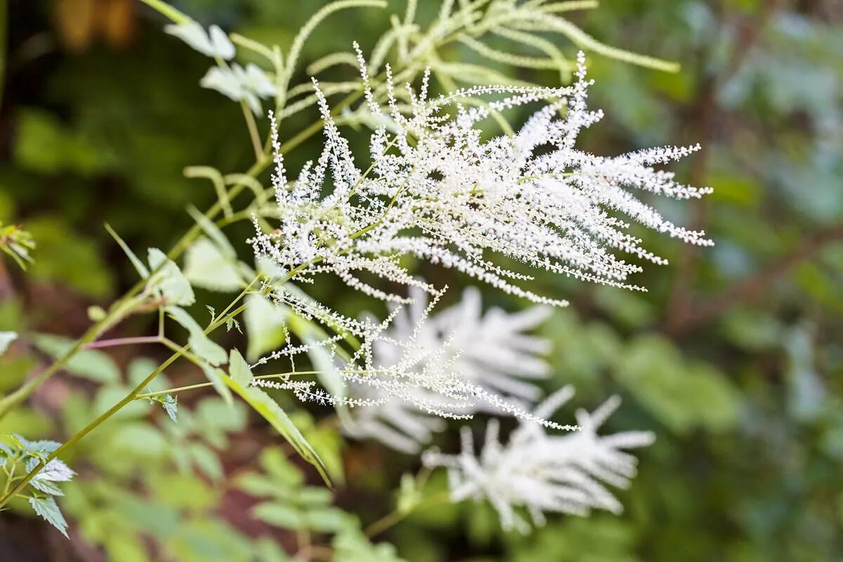 Арункус фото. Арункус / Волжанка двудомная. Волжанка двудомная (Aruncus dioicus). Волжанка Арункус обыкновенная. Арункус Волжанка кокорышелистная.