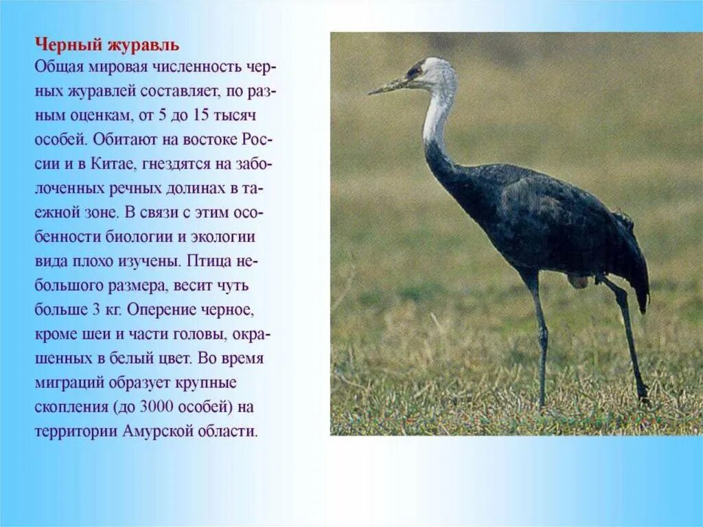 Журавль. Черный журавль. Сообщение о Журавле. Доклад о Журавле. Журавль живет лет