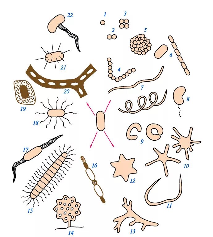 Бактерии зарисовка. Биология микробы. Бактерии рисунок. Микроорганизмы биология.