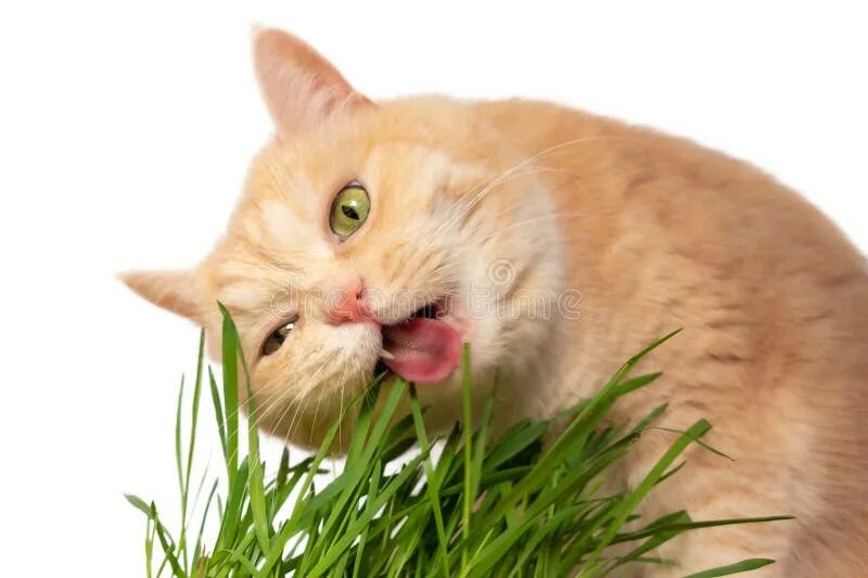 Delivery Subscription: Health Monitoring Cat Litter PrettyLitter Cat safe plants