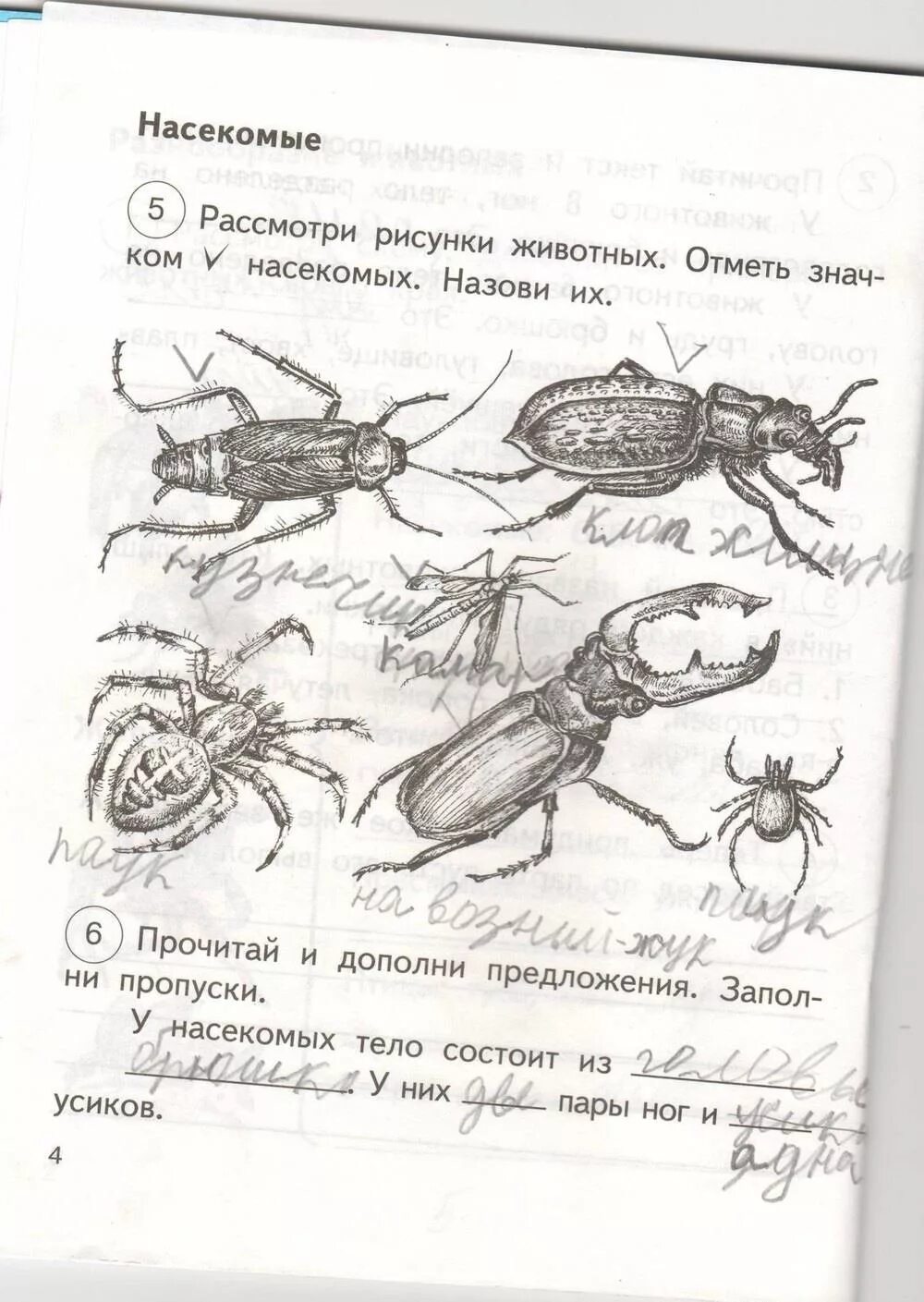 Рассмотри рисунок и дополни утверждения. Окружающий мир 2 класс рабочая тетрадь 2 часть насекомые. Насекомые окружающий мир 2 класс рабочая тетрадь. Рассмотри рисунки насекомых. Окружающий мир 1 класс рабочая тетрадь насекомые.