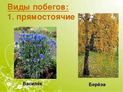 Название прямостоячих растений