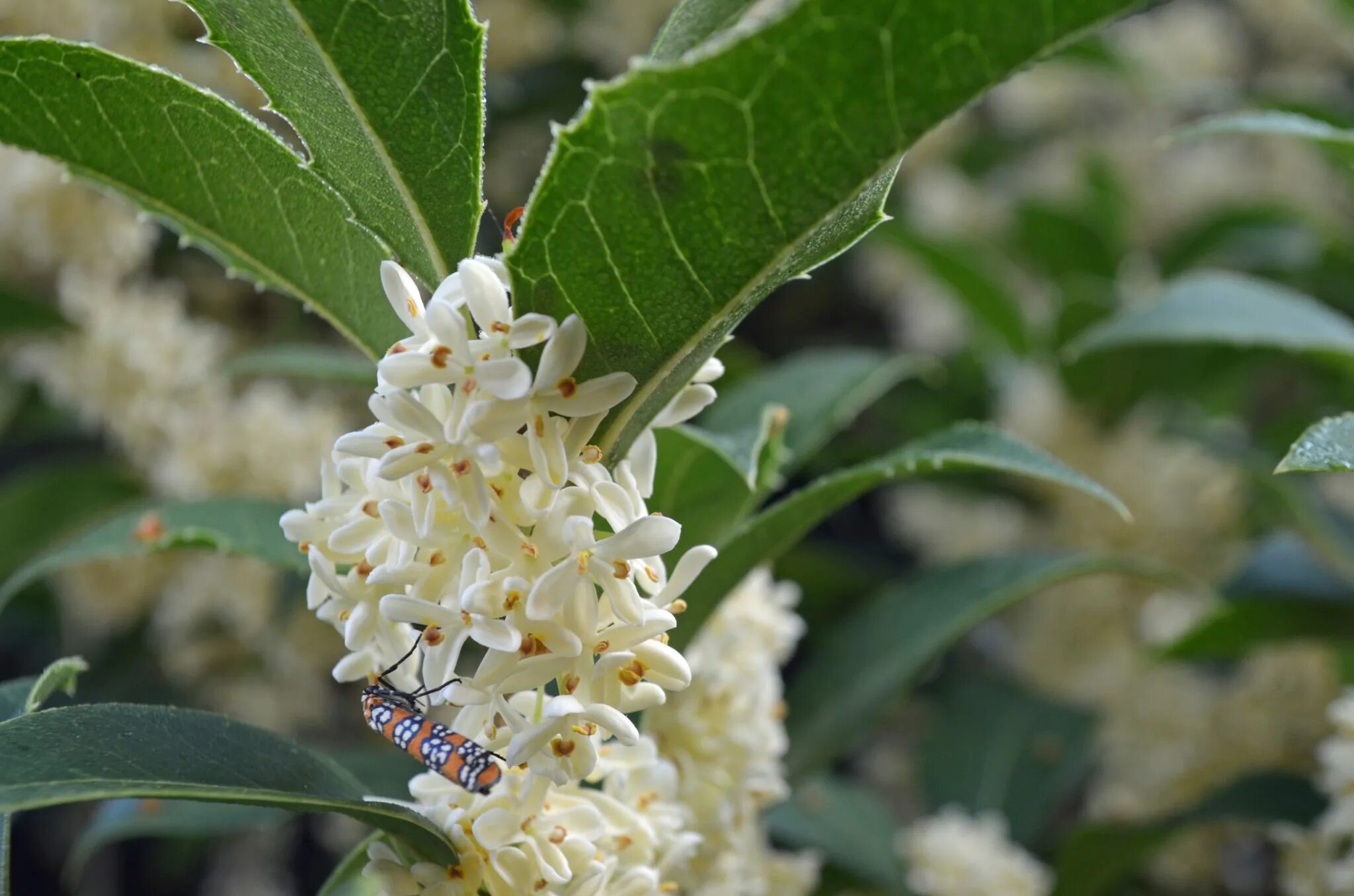 Османтус запах. Osmanthus heterophyllus (holly osmanthus). восточный османтус. османтус розовый. османтус демон.