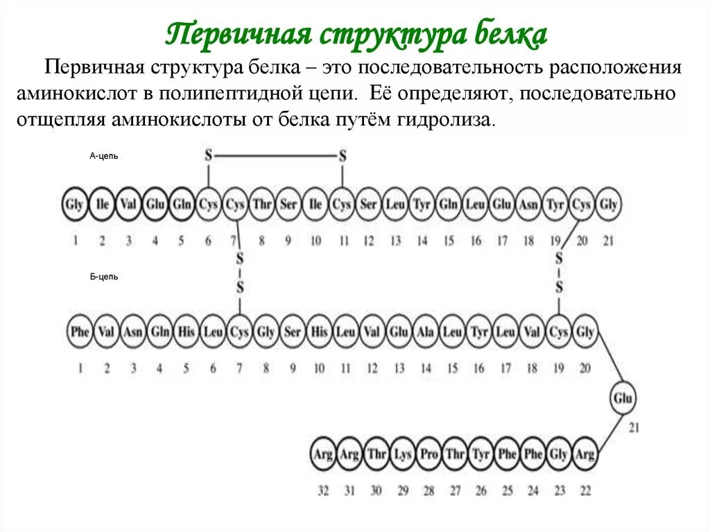 Пример первичного белка. Первичная структура белка структура. Строение белков первичная структура. Первичная структура цепочка аминокислот. Первичная структура белков формула.