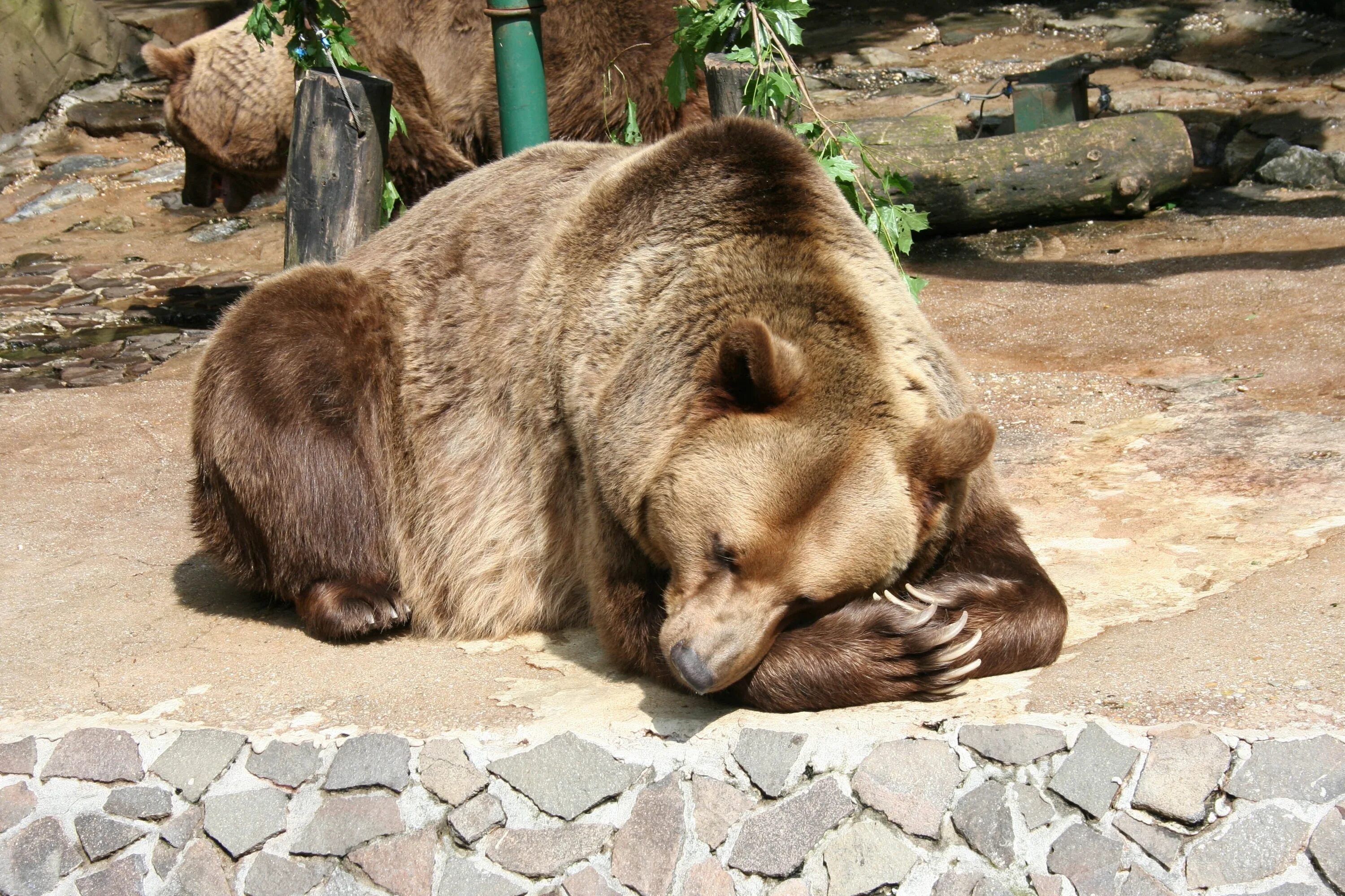Sleeping bears