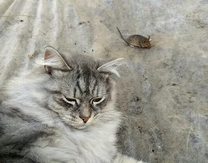 Есть ли кошка мышей