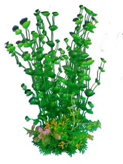 Plant z