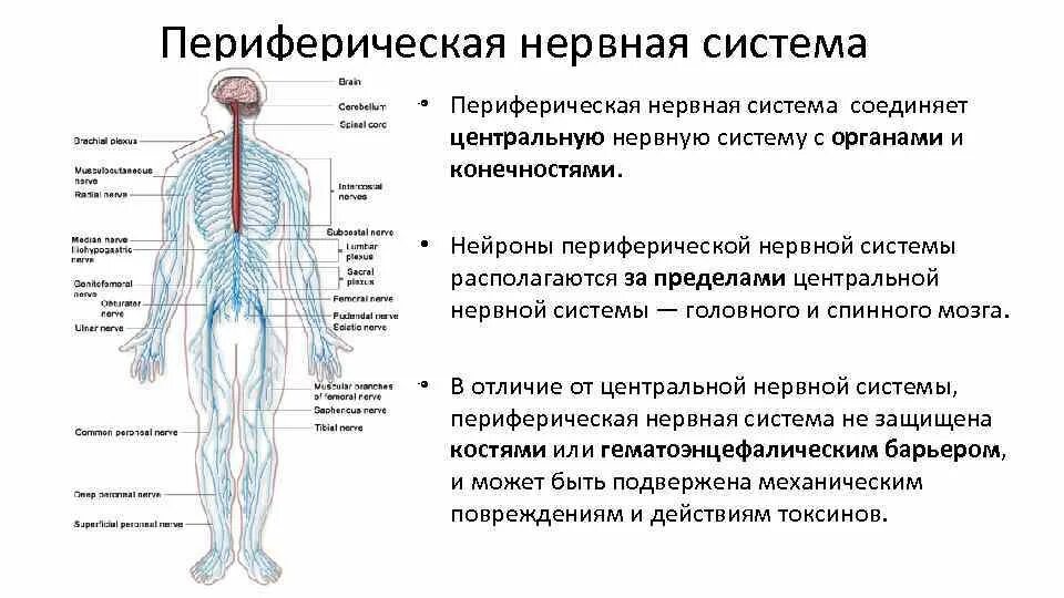 Периферические нервы симптомы. Строение нервной системы нервная система ЦНС периферическая. Строение и функции нерв системы. Основные отделы центральной нервной системы человека схема. Анатомия и физиология периферической нервной системы.