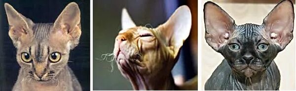 Усы у сфинкса канадского. Донской сфинкс с усами. У сфинксов есть усы. Донской сфинкс усы. Донской сфинкс усы.