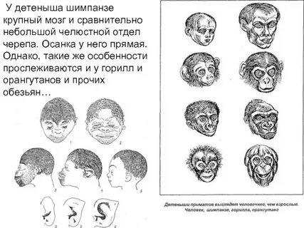 Инволюция функции