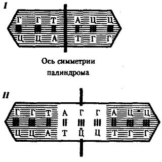 Палиндром биология